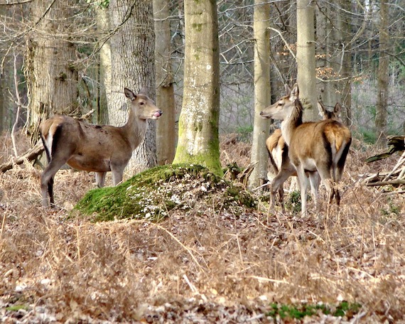 red deer